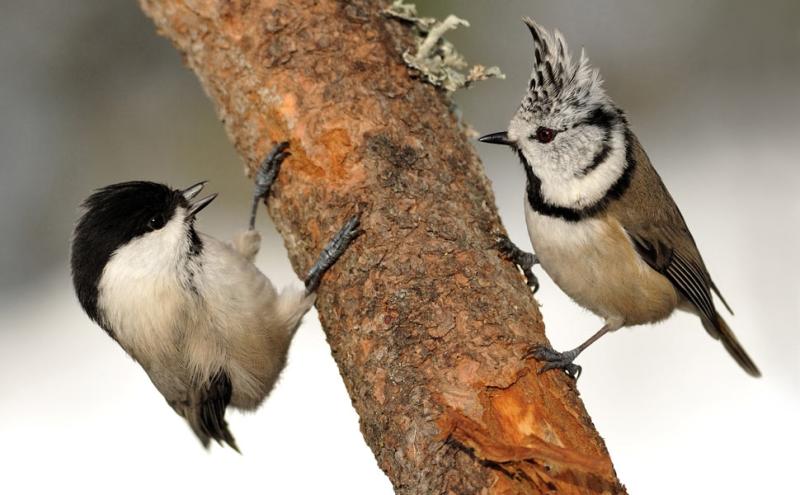 Cincia alpestre e cincia dal ciuffo - Foto Giuseppe Bonali 