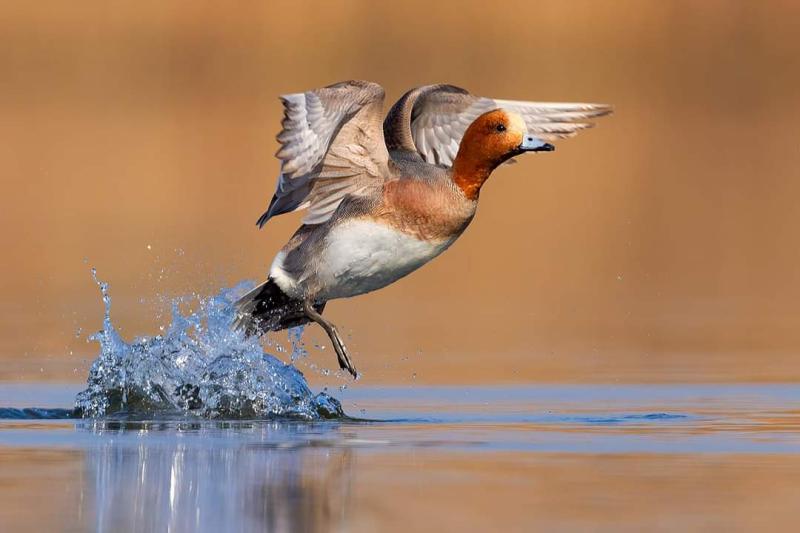 Fischione, foto di Lorenzo Magnolfi