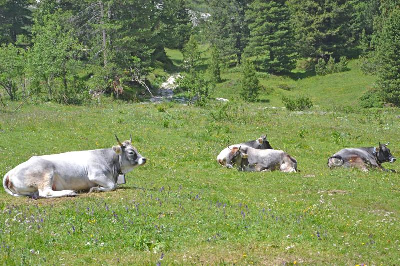 Vacche al pascolo sulle Alpi