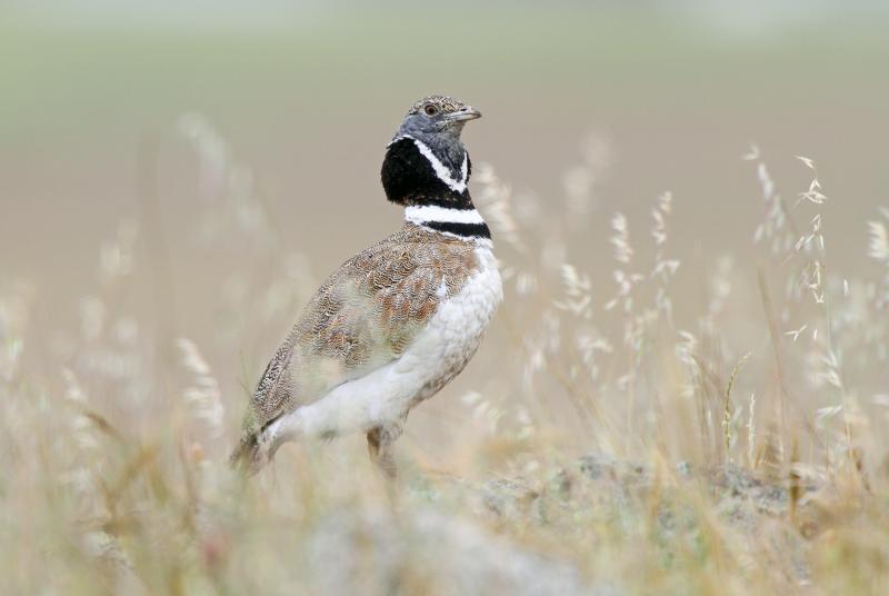 Gallina prataiola