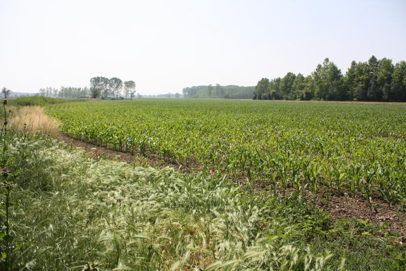 Un campo di mais in Lombardia