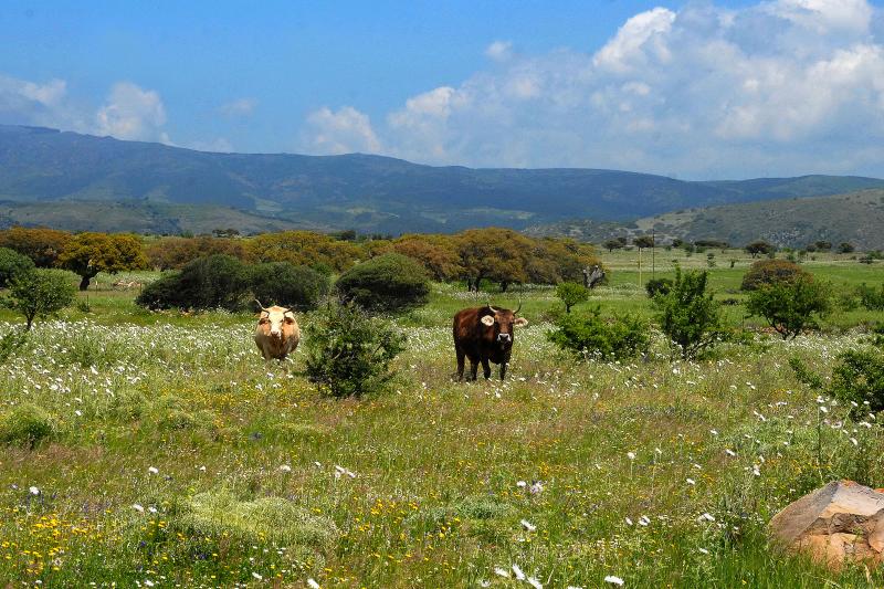 Tipico ambiente misto mediterraneo