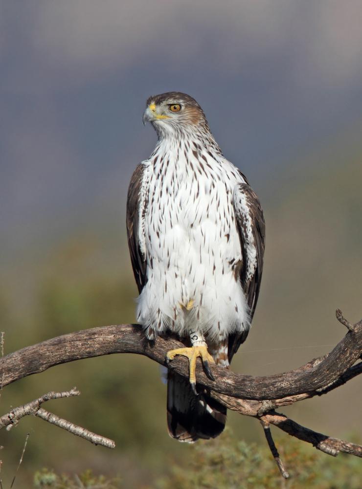 Aquila di Bonelli