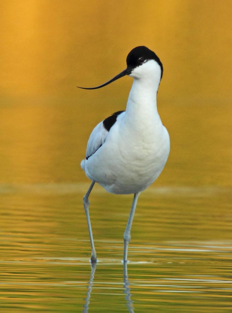 Avocetta