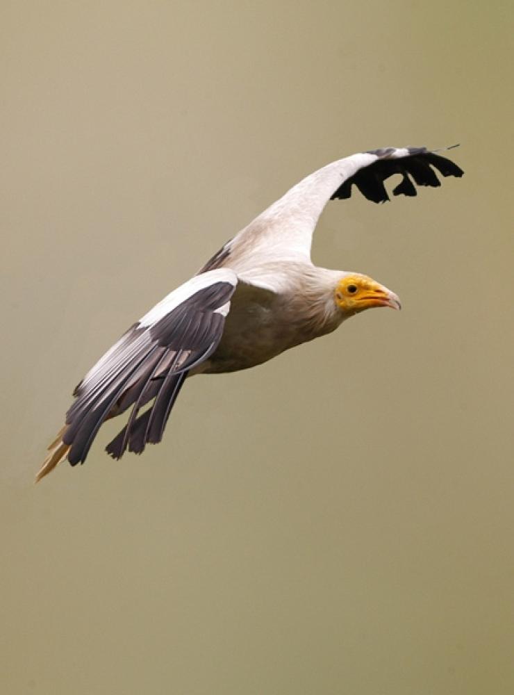 Capovaccaio ripreso in volo