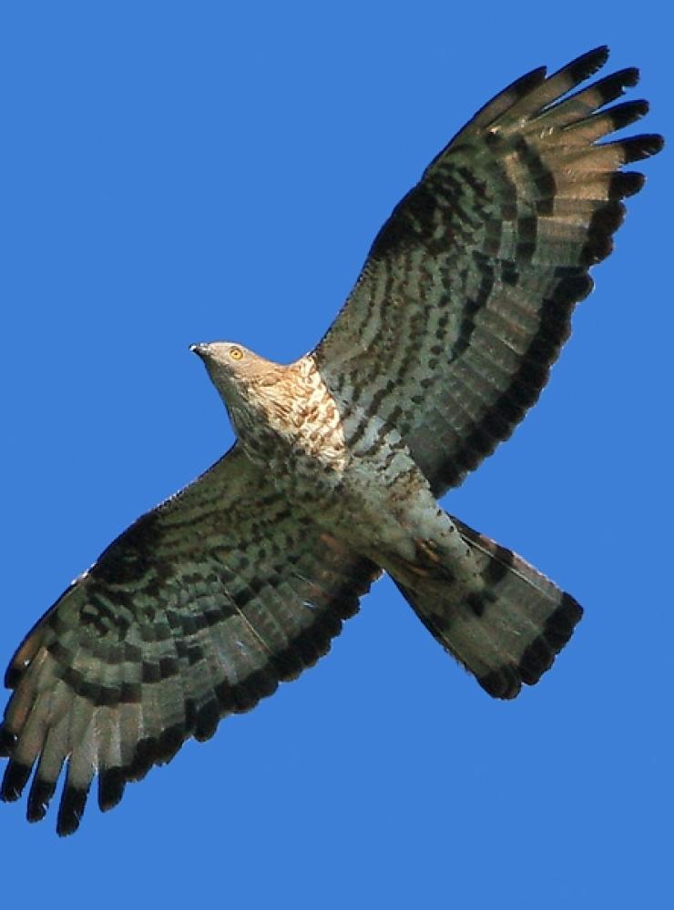 Falco Pecchiaiolo in volo