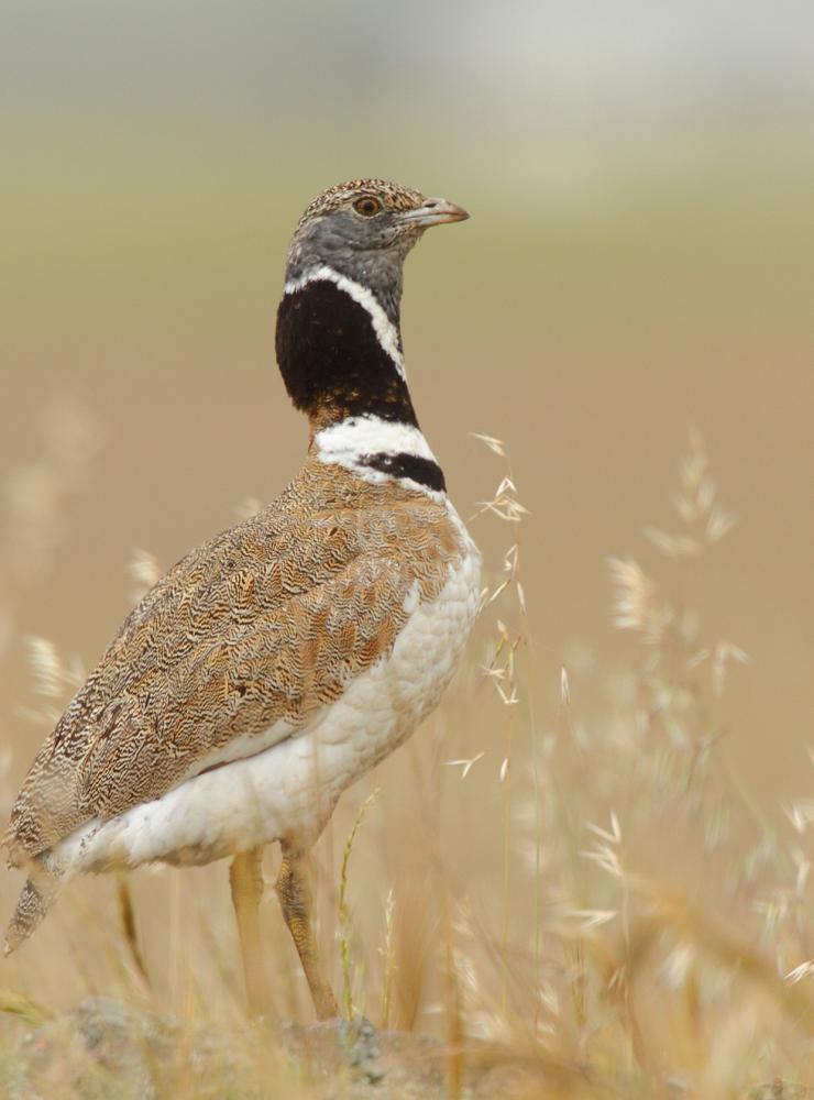 Gallina prataiola