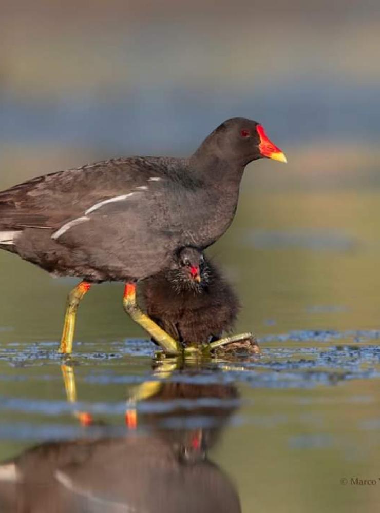 Gallinella d'acqua