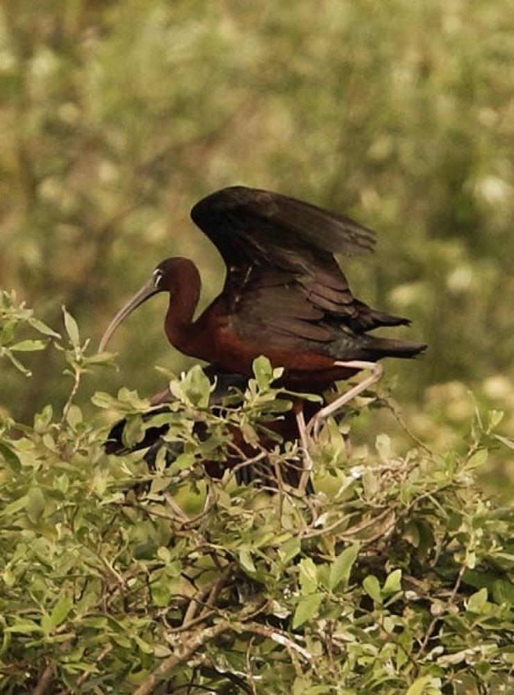 Mignattaio ritratto nella Riserva naturale Biviere di Gela