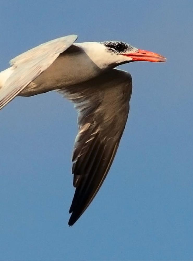 Sterna maggiore ripreso in volo