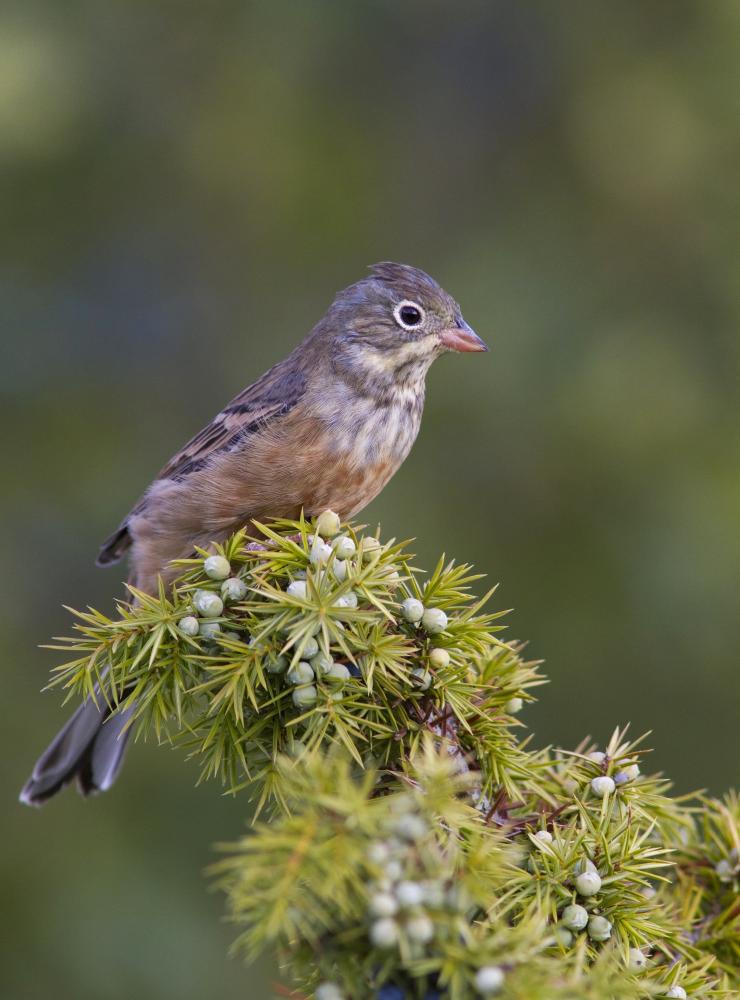 Ortolano