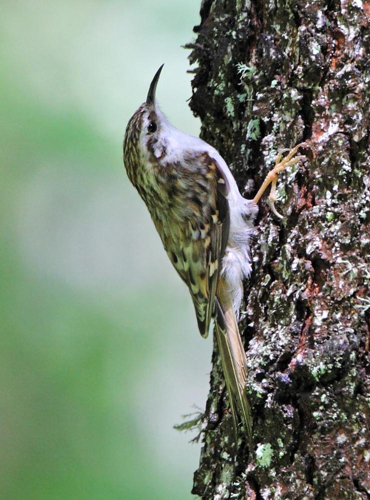 Rampichino alpestre