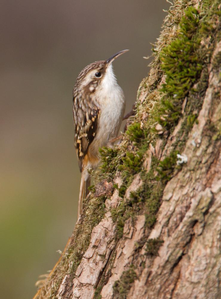 Rampichino comune