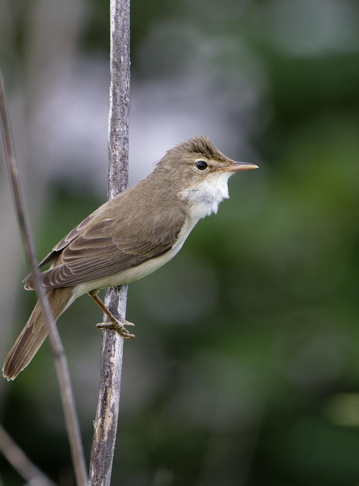 Cannaiola verdognola