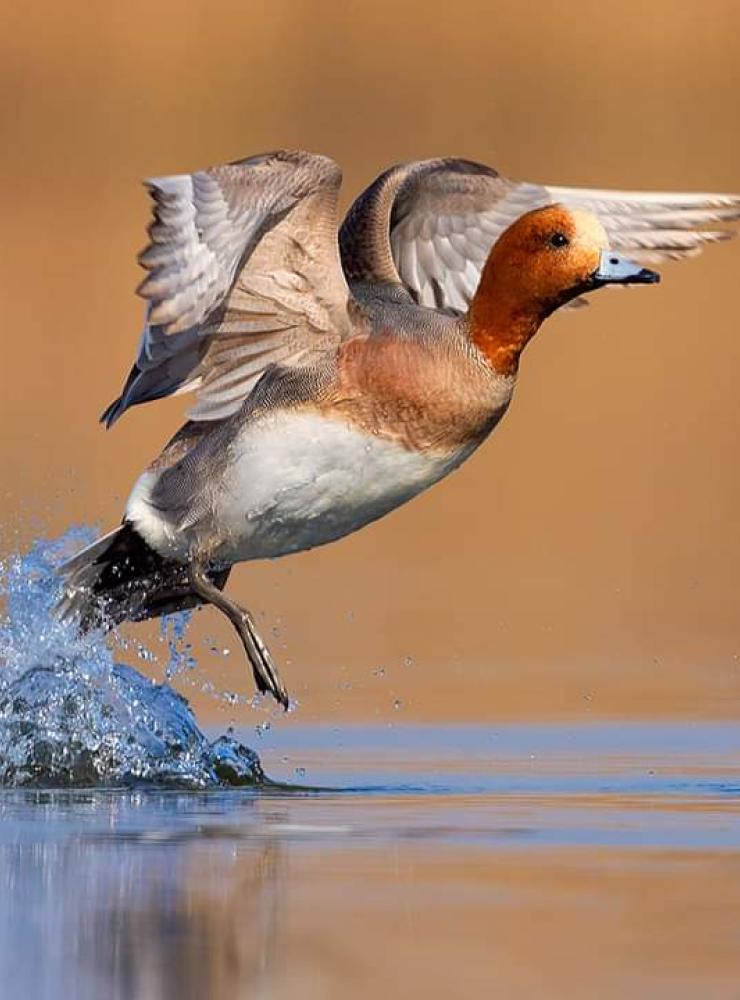 Fischione, foto di Lorenzo Magnolfi