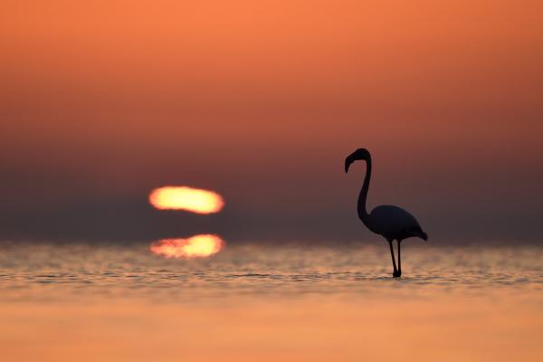 Mentre l'alba si affaccia sulla palude, i fenicotteri scolpiscono silhouette inconfondibili a pelo d'acqua