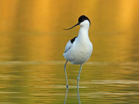 Avocetta