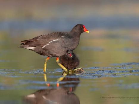 Gallinella d'acqua