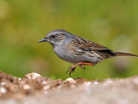 Passera scopaiola