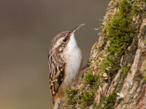 Rampichino comune