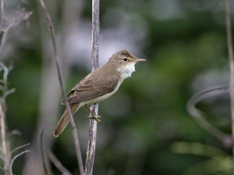 Cannaiola verdognola