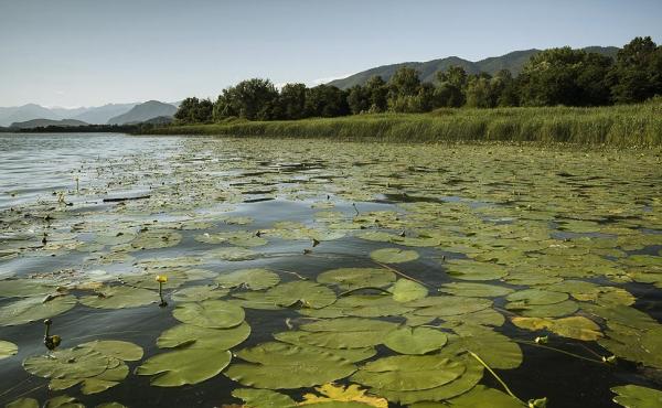 Life Tib - Lago di Varese