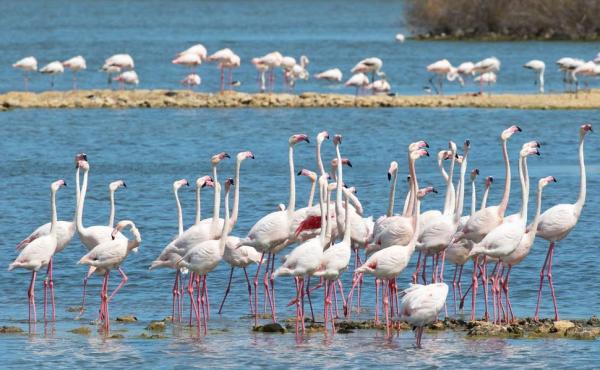 Fenicotteri alla Riserva Saline di Priolo - Fabio Cilea 