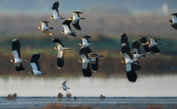 Volo di pavoncelle alla Riserva delle Soglitelle - Foto Salvatore Sepe Salvatore Sepe