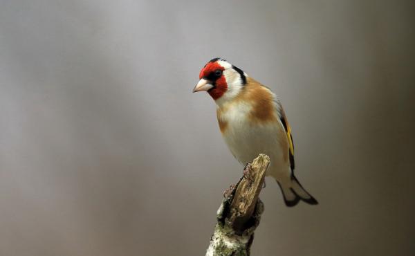 Cardellino, foto di Massimo Scalabrin 