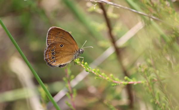 Coenonympha oedippus - Ph. G. Bogliani 