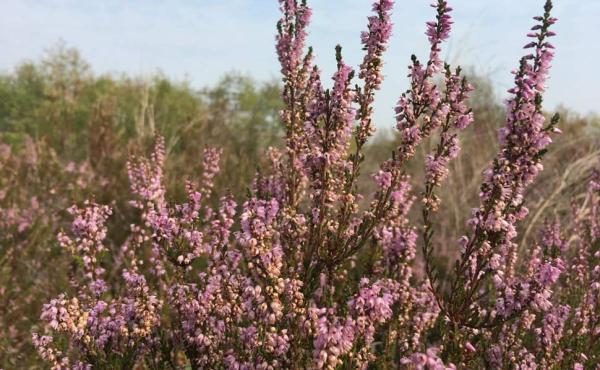 Calluna_vulgaris_Brugo_Brughiera 