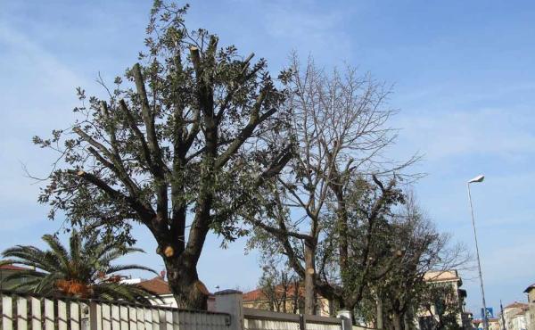 Un esempio sbagliato di come viene effettuata una potatura - foto Marco Dinetti Marco Dinetti