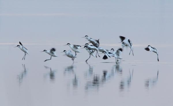 Avocette, Michele Mendi 