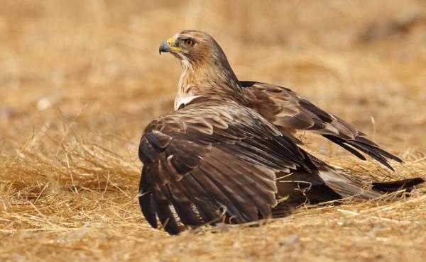  Aquila reale - Michele Mendi