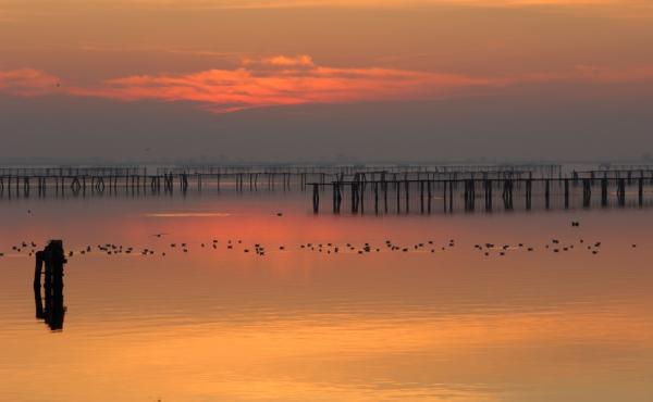 Sacca degli Scardovari, foto Maurizio Bonora Maurizio Bonora