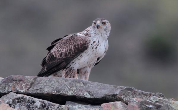 Un esemplare di aquila del Bonelli - foto Michele Mendi 