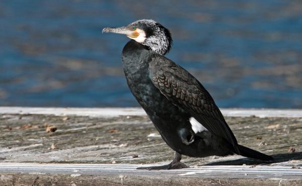 Cormorano, di Luigi Sebastiani 