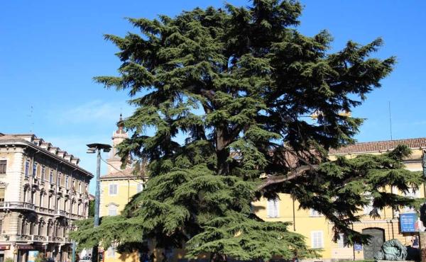 Piazzale della pace a Parma, foto Ufficio stampa Lipu foto Ufficio stampa Lipu