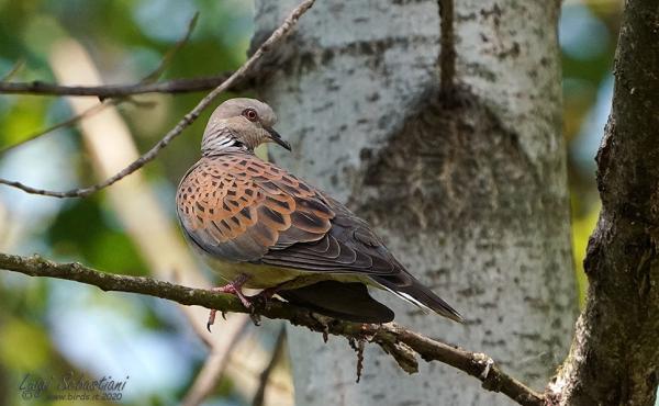 Tortora selvatica, foto Luigi Sebastiani 