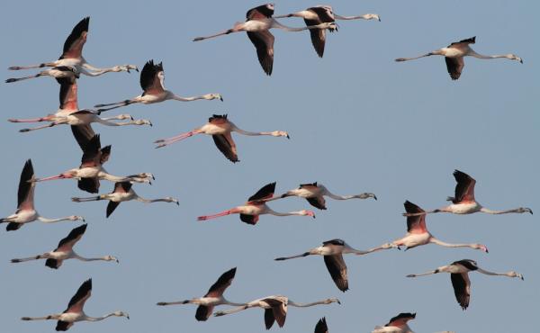 Fenicotteri nella Riserva naturale Saline di Priolo - foto Fabio Cilea 