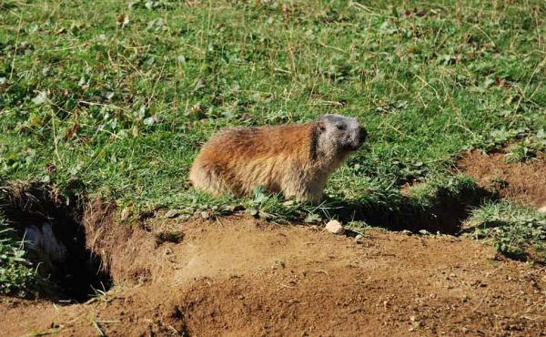 Marmotta - D.Alberti 