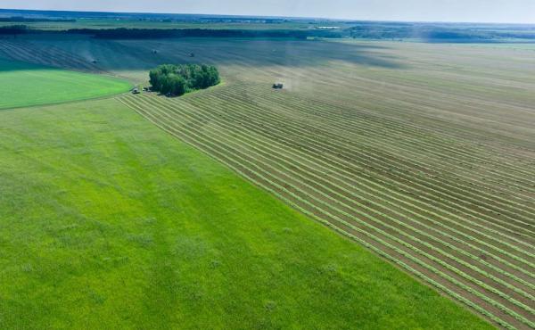 Agricoltura - iStock Sergei Butorin 