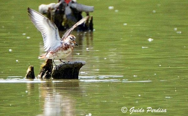 Il felaropo beccolargo fotografato alla Riserva naturale di Torrile e Trecasali da Guido Perdisa Guido Perdisa