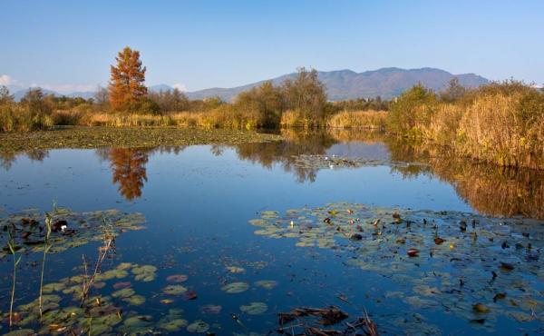  Palude Brabbia (Va), foto Claudio Berto