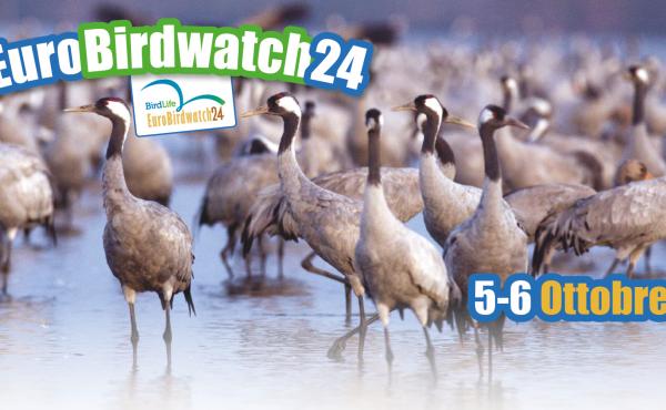 Il manifesto dell'Eurobirdwatch 2024