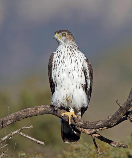 Aquila di Bonelli