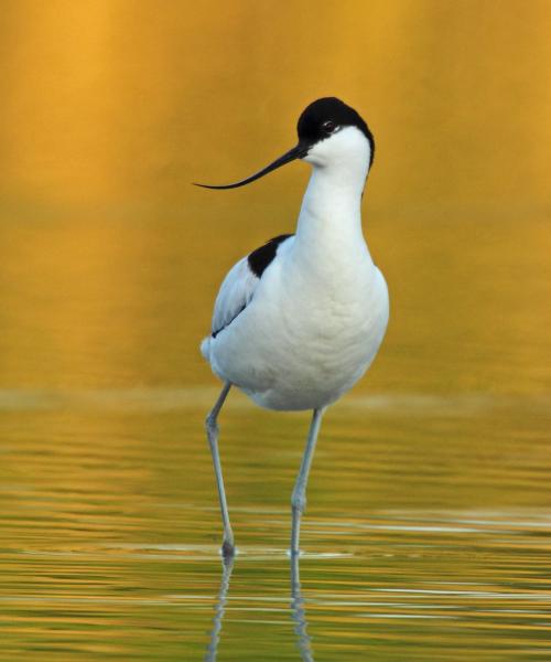 Avocetta