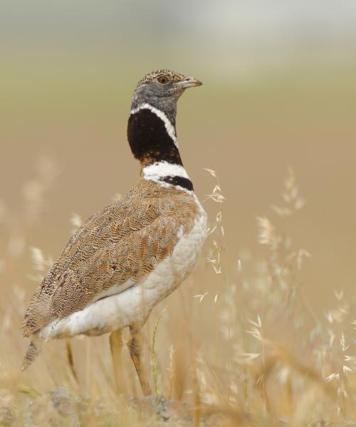 Gallina prataiola