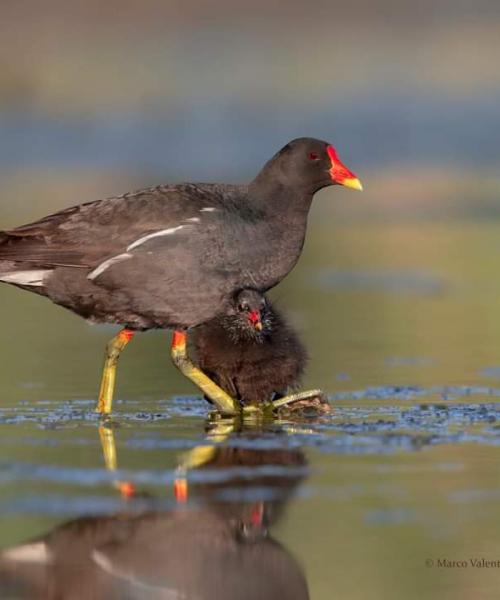 Gallinella d'acqua