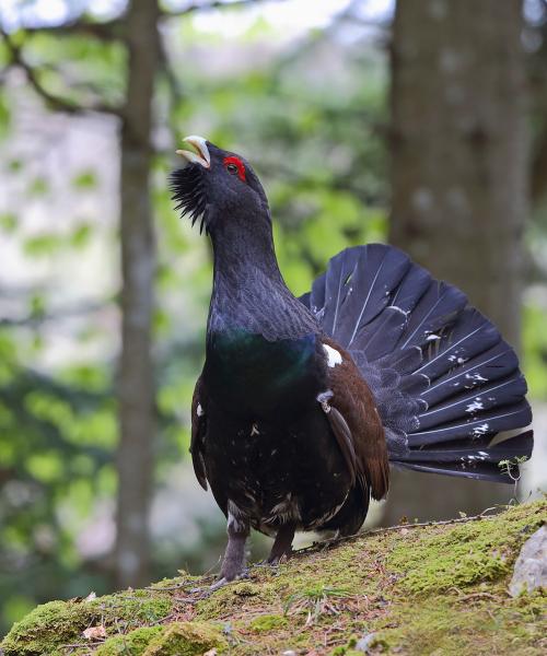 Gallo cedrone